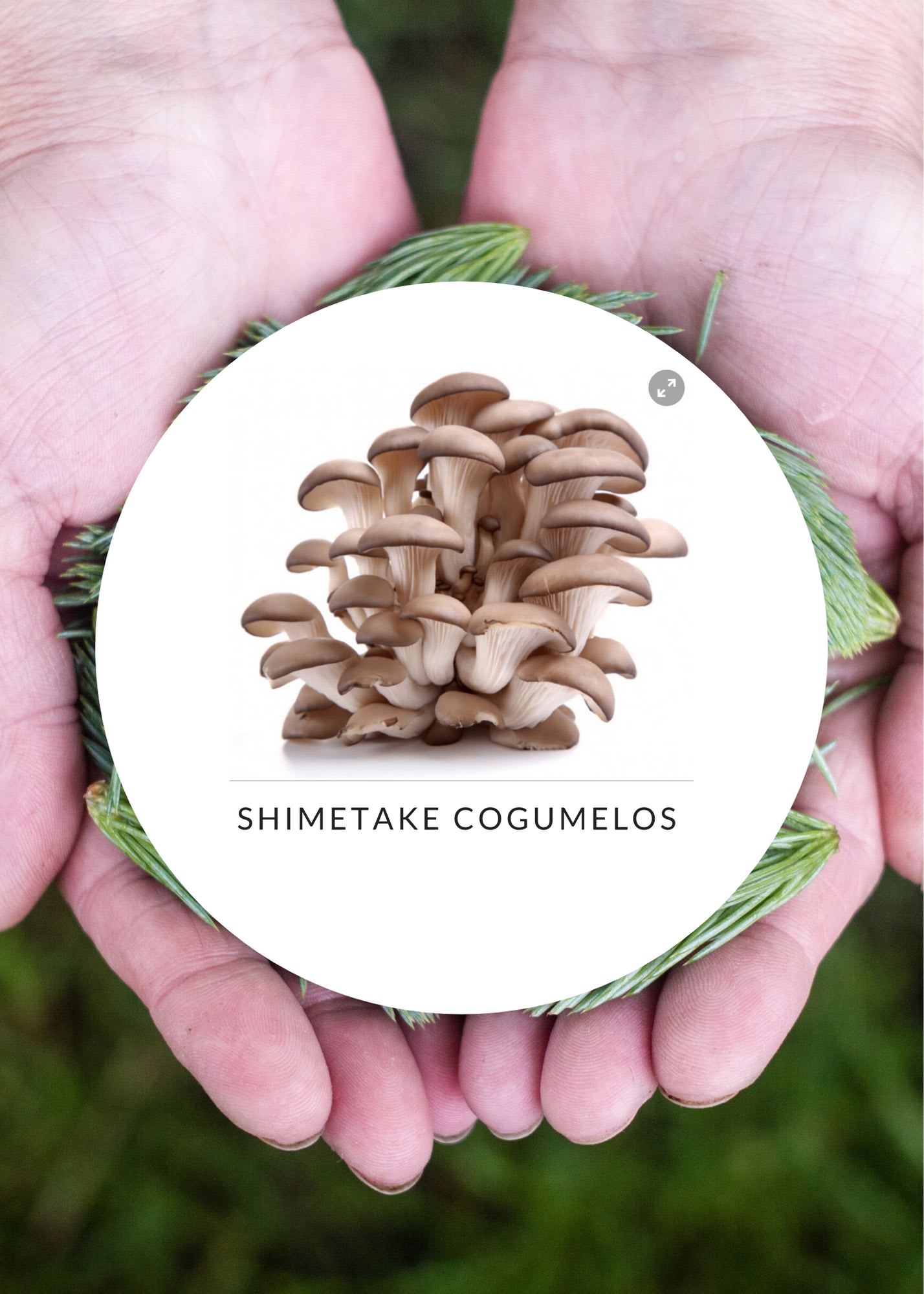 Shimetake Cogumelos