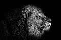 LION POWER SUPPLEMENTS 