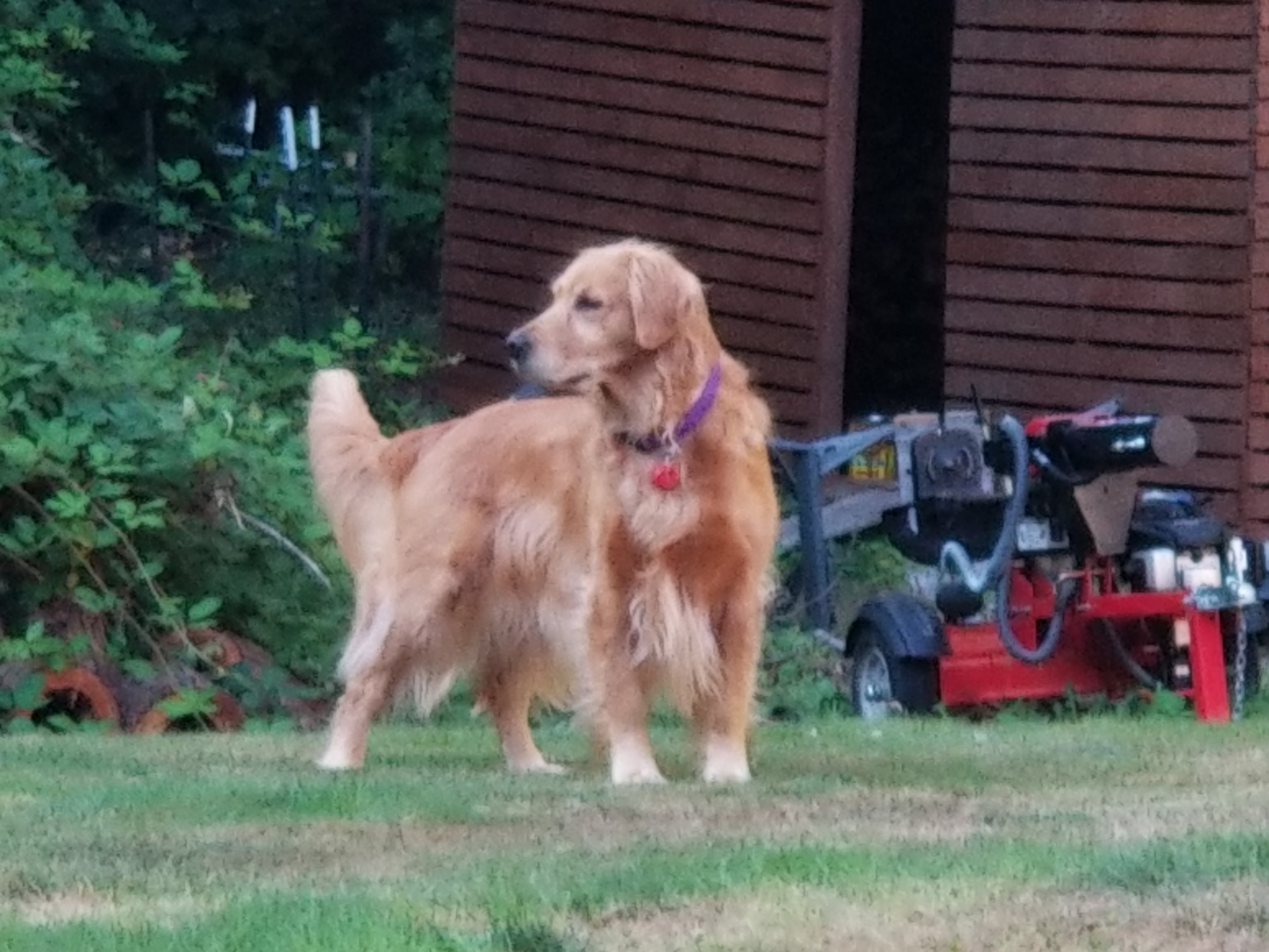Classic Diamond Golden Retriever Legacy Snohomish, WA