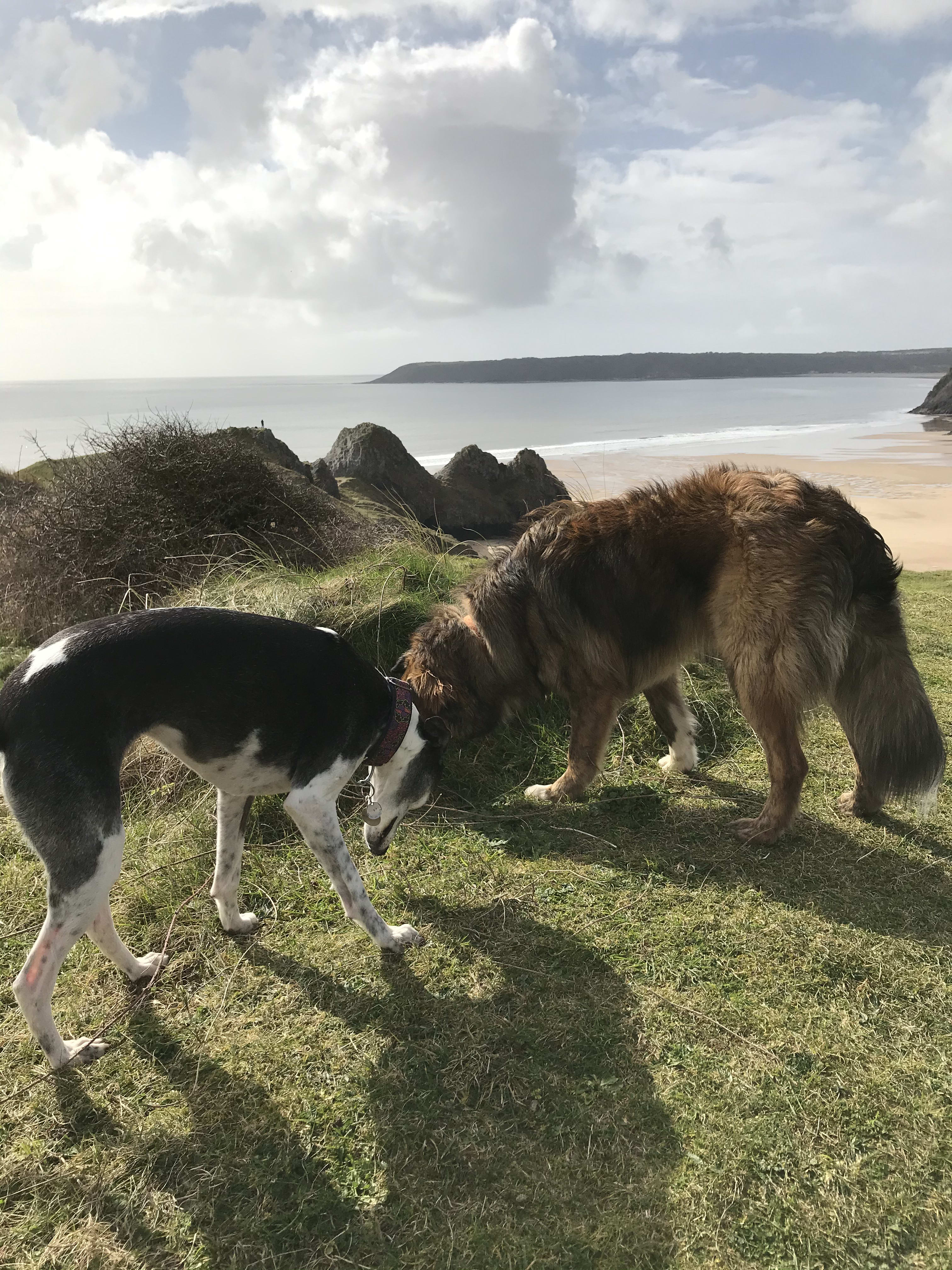 Best Dog Walkers in Swansea - Swansea | Swansea Wales