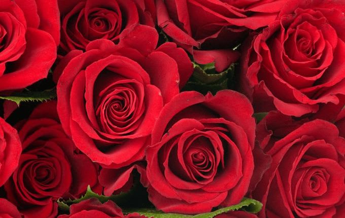 Cajas con 25 rosas mexicanas - Florería - Miris Floral Designs - Florería |  Toluca