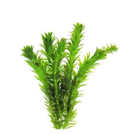 Egeria Densa 1 Manojo: La Planta Acuática Tropical Perfecta Para Oxigenar Tu Acuario De Agua Dulce