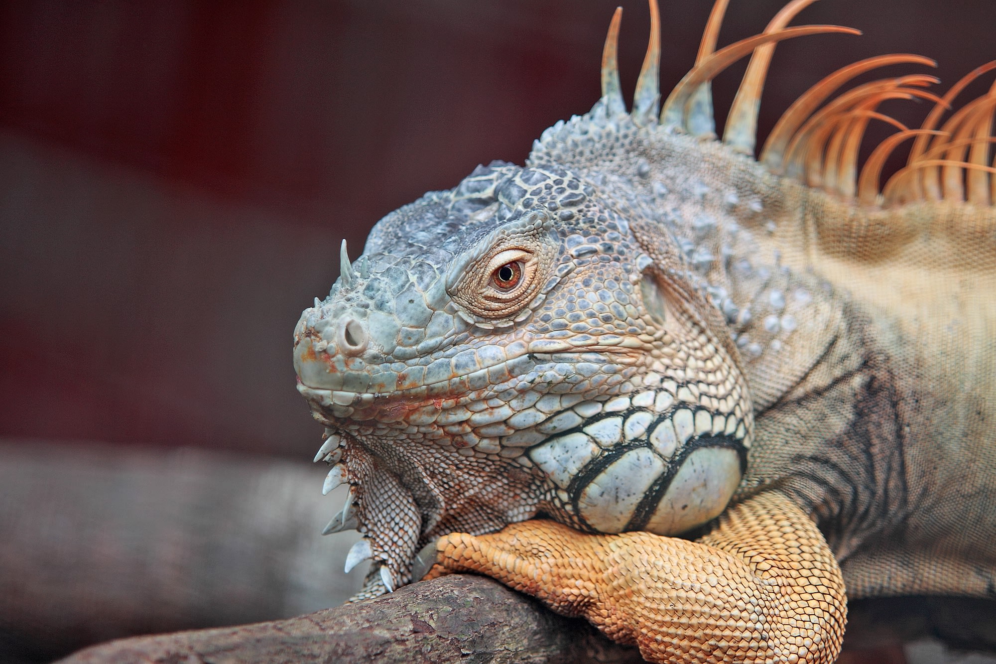 Reptile Shipping - Transportation - Cold Blooded Express - Reptile ...