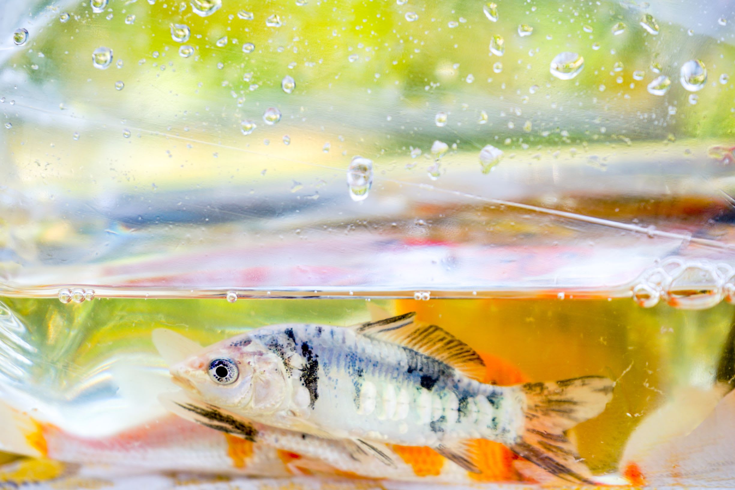 Peces amazonicos - Venta de peces y acuarios - Bioamazonic | Bogotá