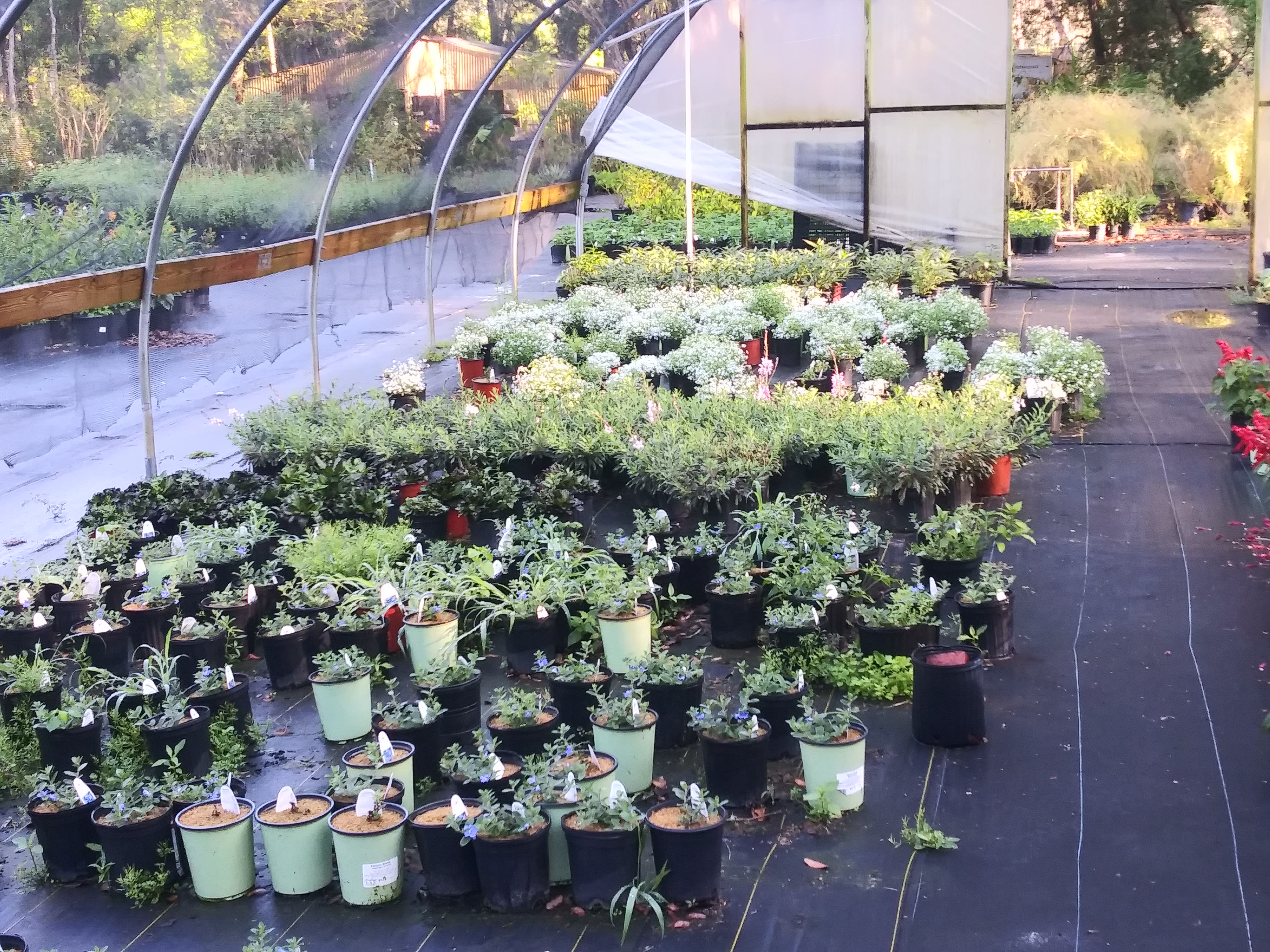 Plants Products Grassroots Nursery Garden Center Gainesville, FL