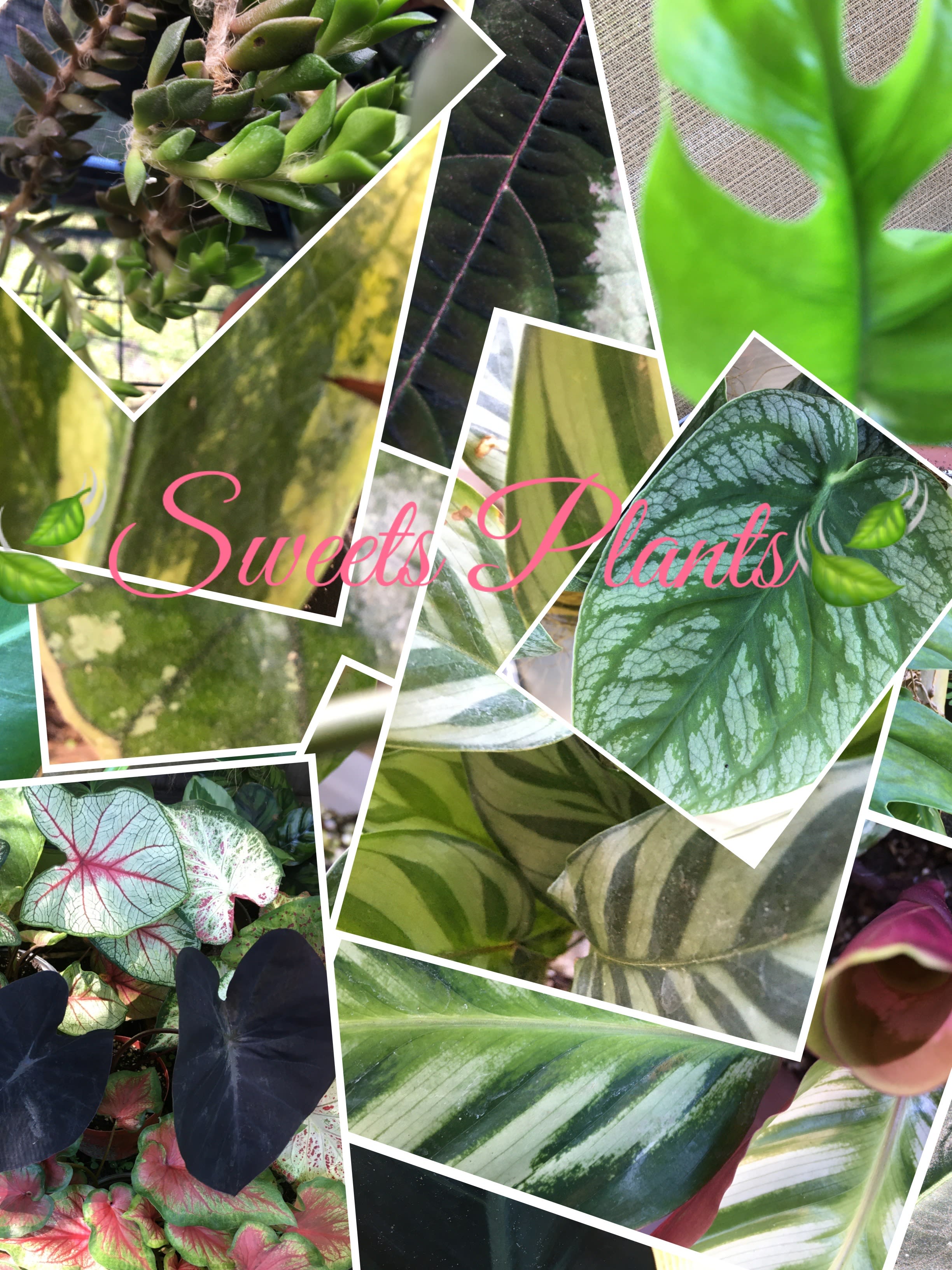 Sweets Plants