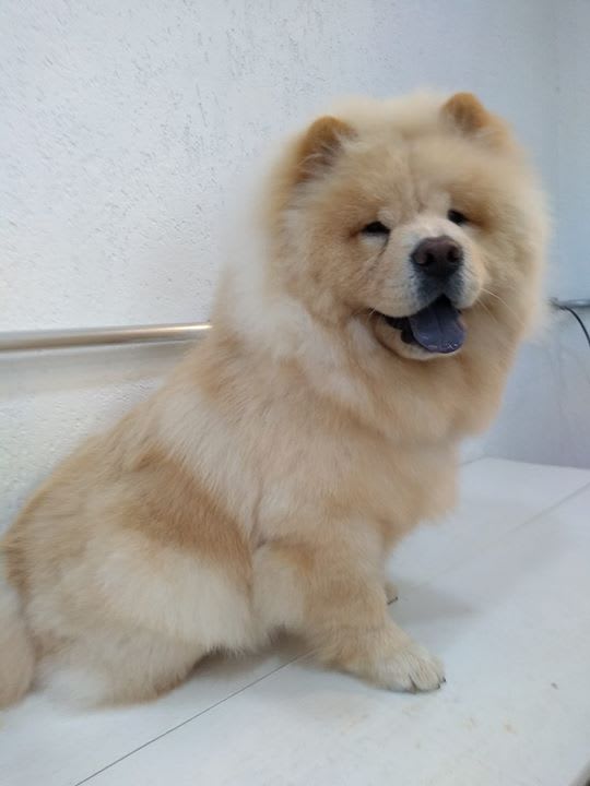 Tosa Bebe Ursinho Banhos Tosas Peludinho Servico De Banho E Tosa De Animais Jundiai