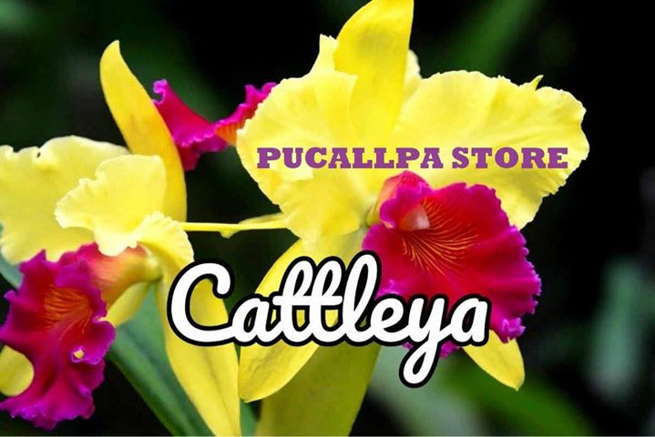 Cattleya Pucallpa Store