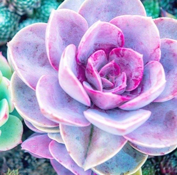 Danza Arabe Desert Flowers