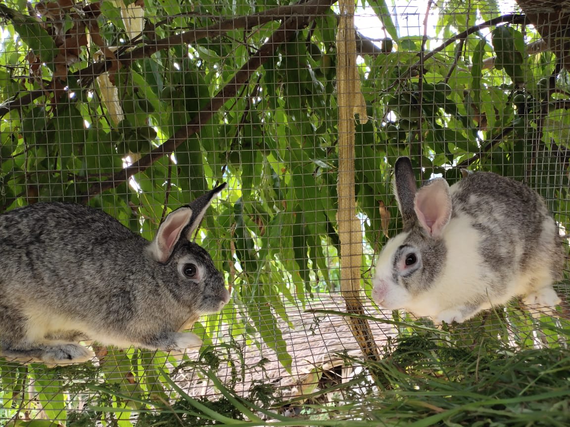 Brother's Rabbit Farm Rabbit Farm Khammam