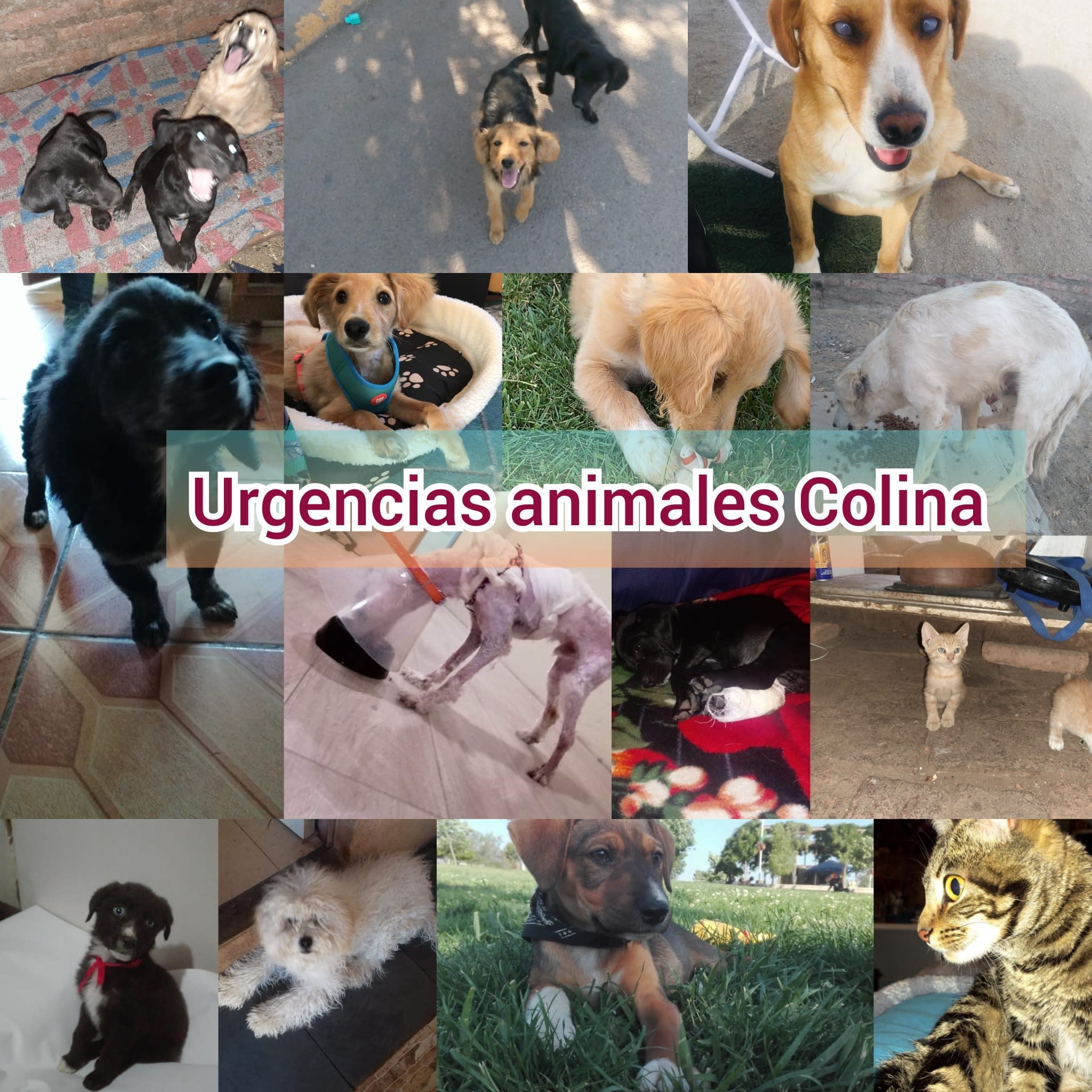 Urgencias Animales Colina