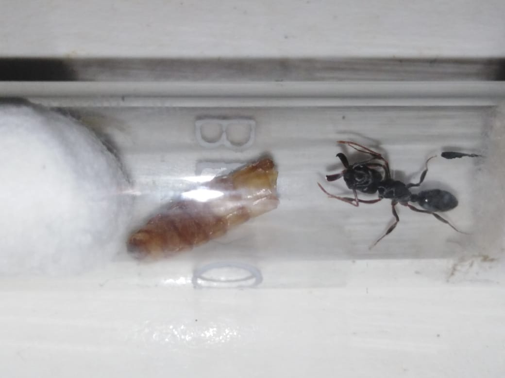 Hormigas - Crianza de hormigas - Ants World | Tienda de hormigas en Medellín, image size:1040x780