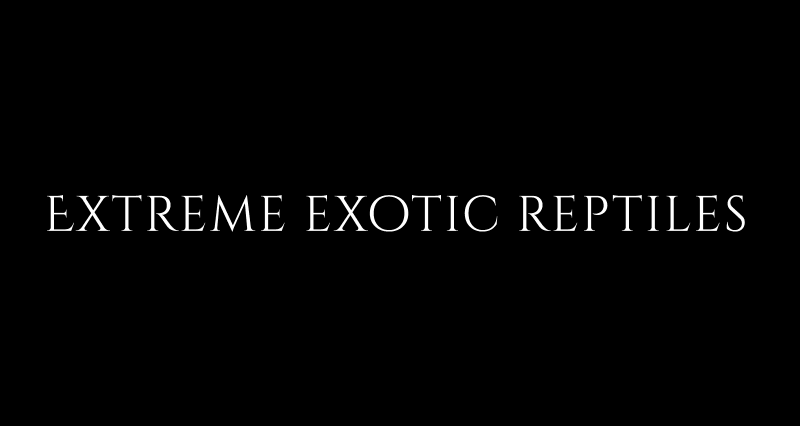 Extreme exotic reptiles