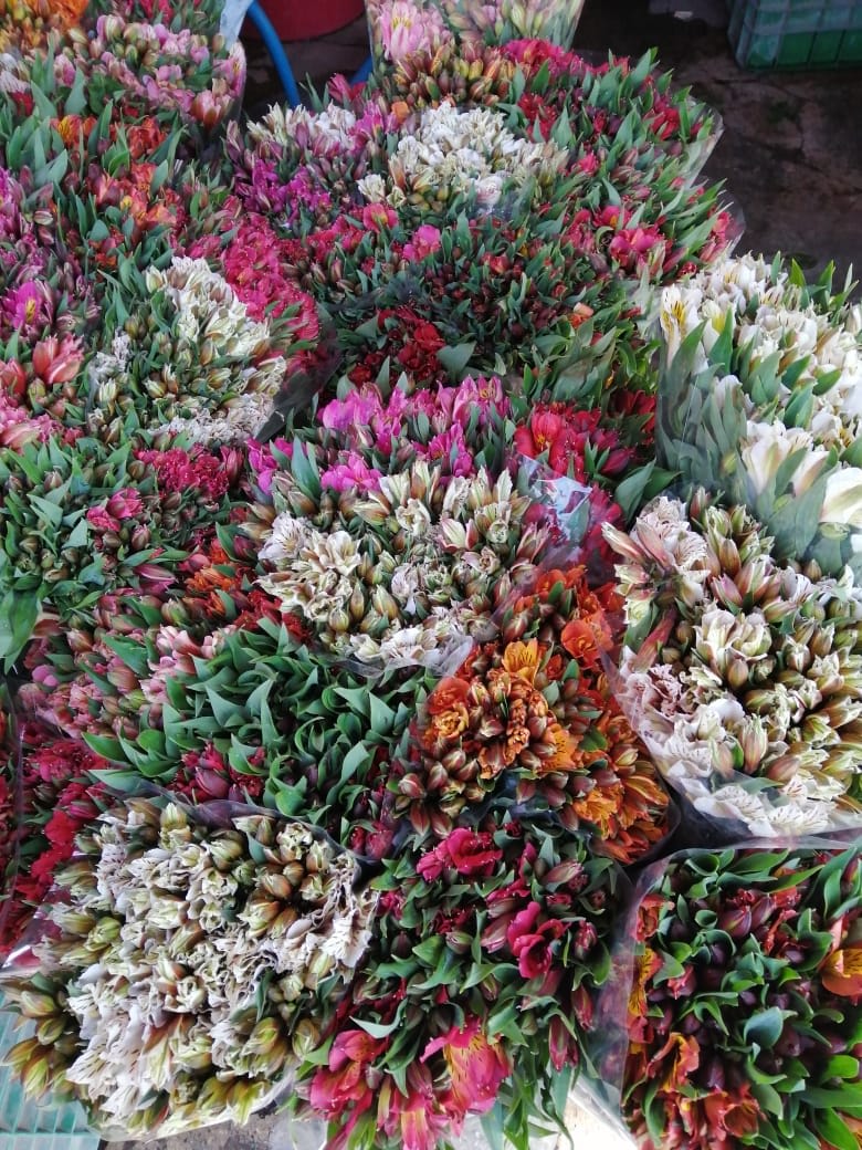Astromelias - Flores - Distribuidora de Rosas Jaqueliz | Heroica Puebla de  Zaragoza