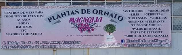 Plantas De Ornato Magnolia