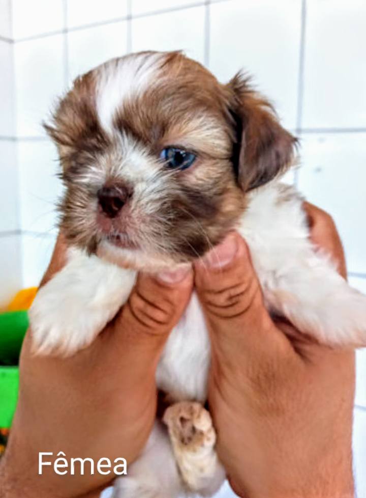 Canil canaa vendas de filhotes Outlet