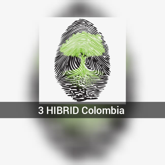 3 Hibrid