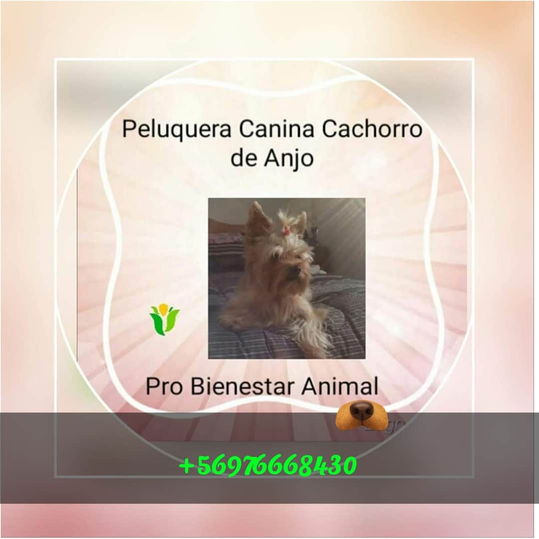 Peluquería Canina Cachorro de Anjo