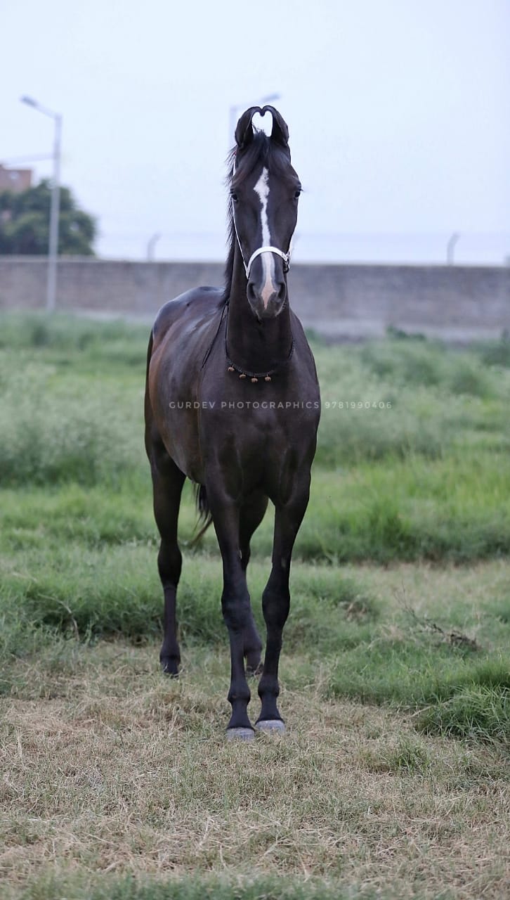 Horse Seller Amritsar