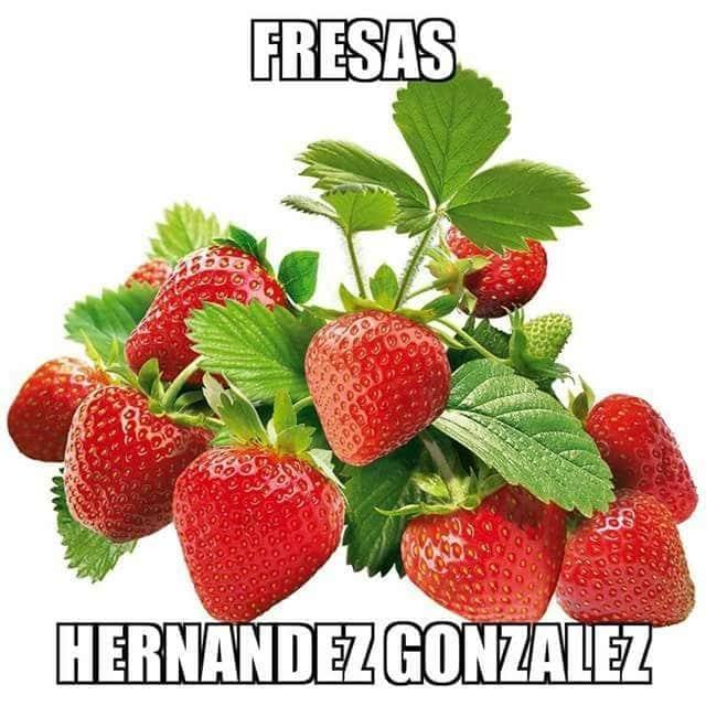 Fresas Hernández González