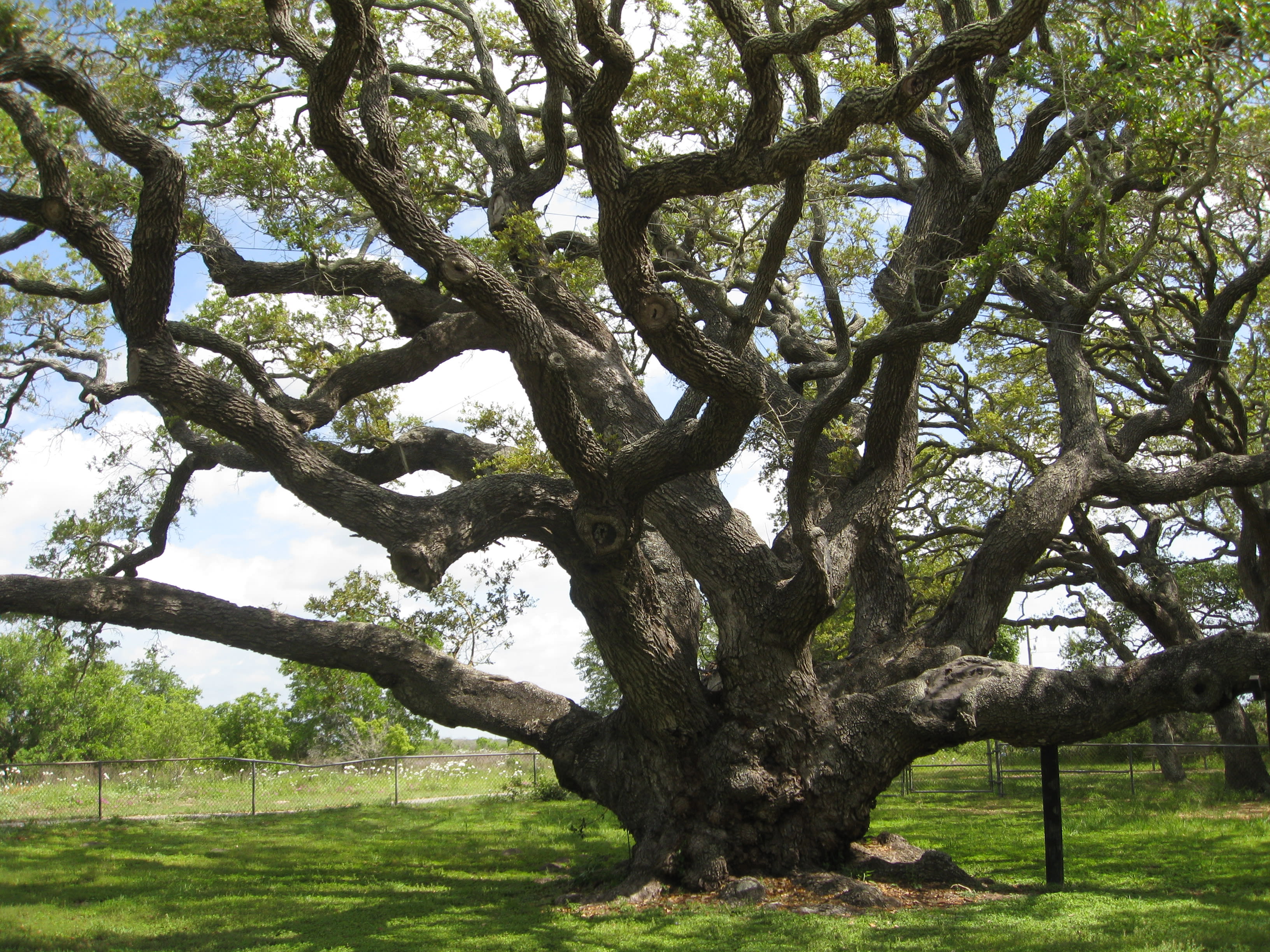 Large tree