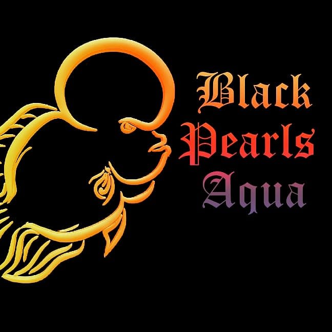 Black Pearls Aqua