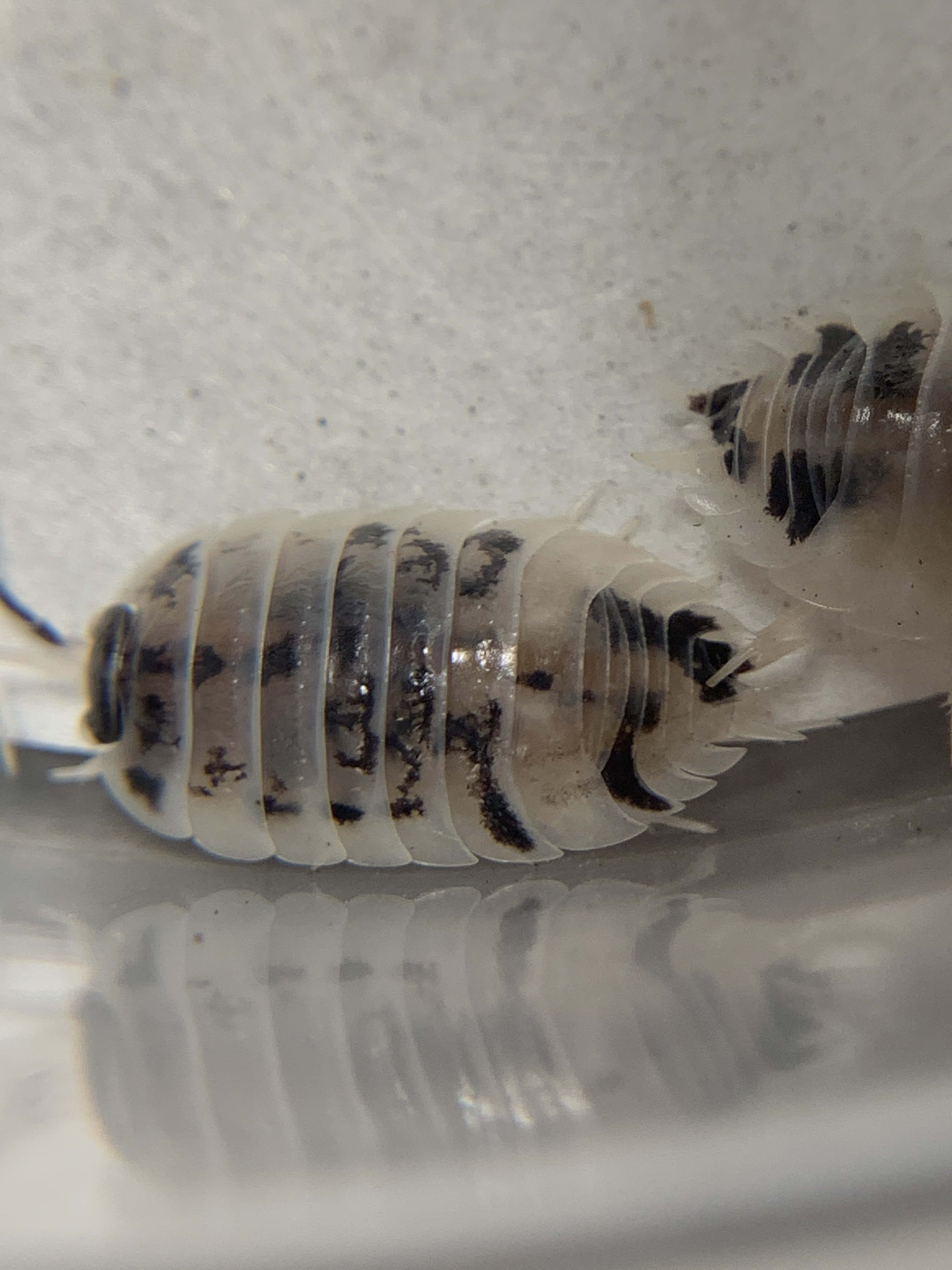 laevis-dairy-cow-porcellio-mytay-exotics-reptile-store