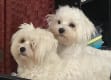 Cottontail Cotons Coton de Tulear