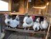 Peak Poultry