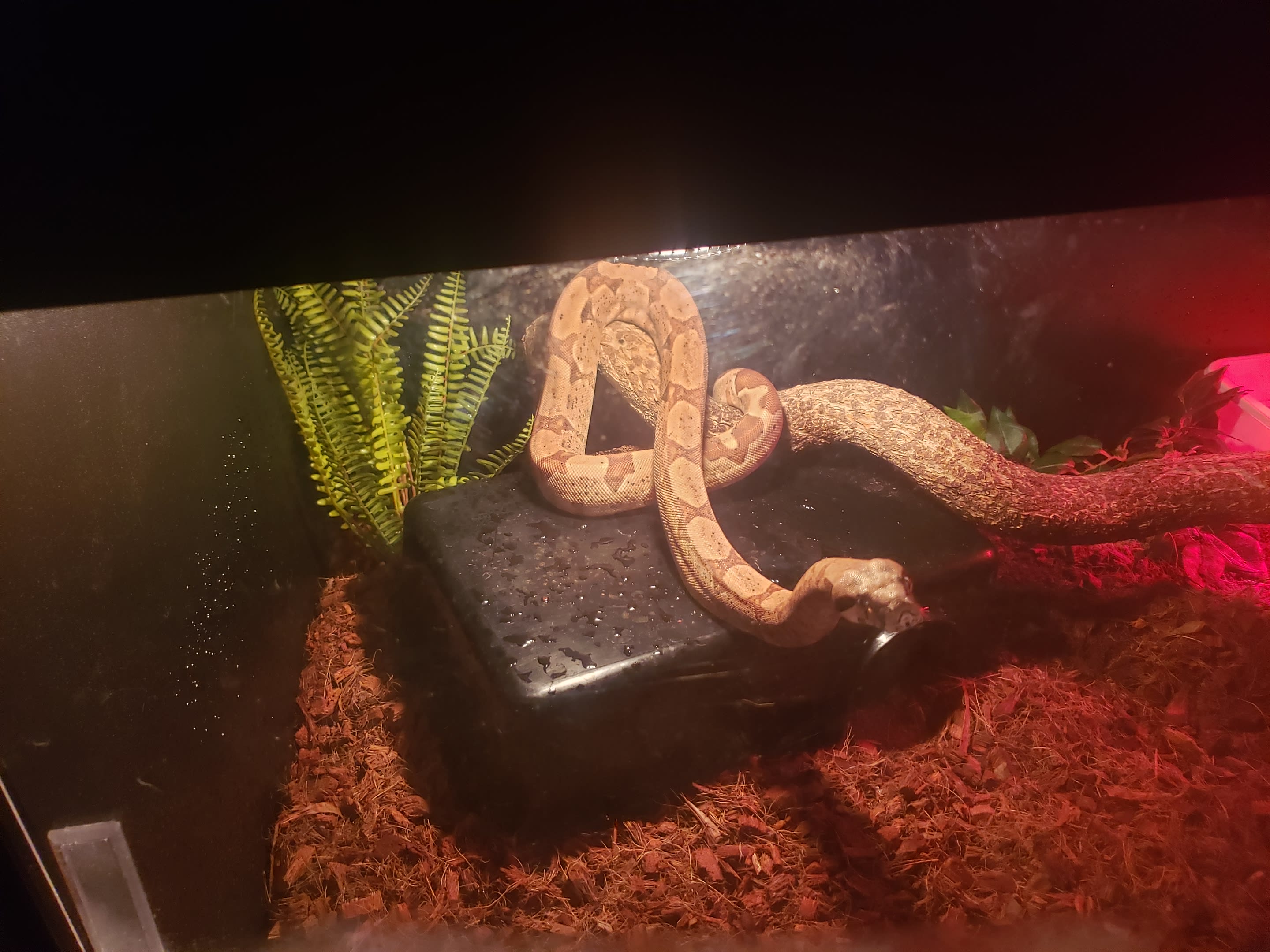 Reptiventur Reptile Store New Windsor