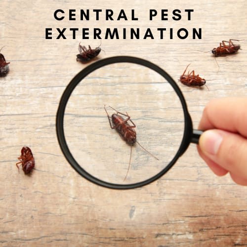 Central Pest Extermination