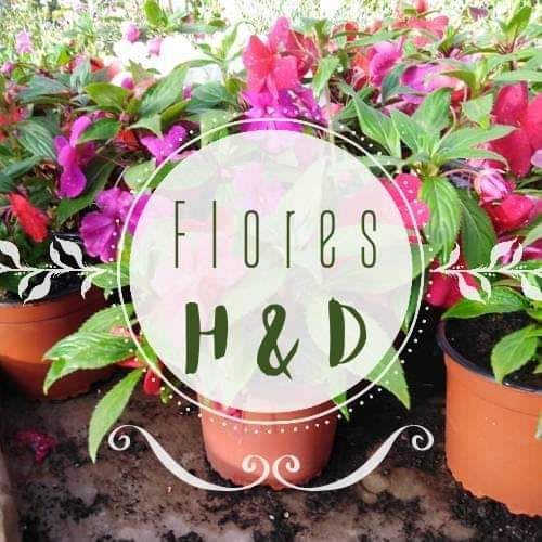 Flores H&D