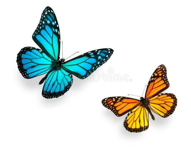 Butterflies