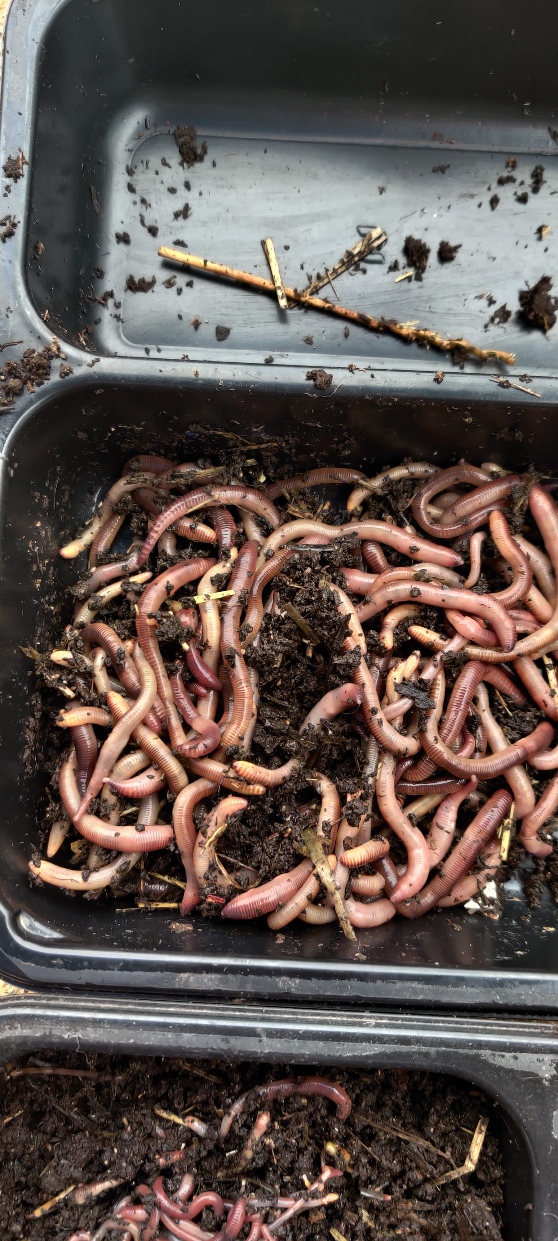 Vermi-Future® 1/2lb (Half Pound) European Nightcrawlers (Big Red)  composting/baiting Worms : : Patio, Lawn & Garden