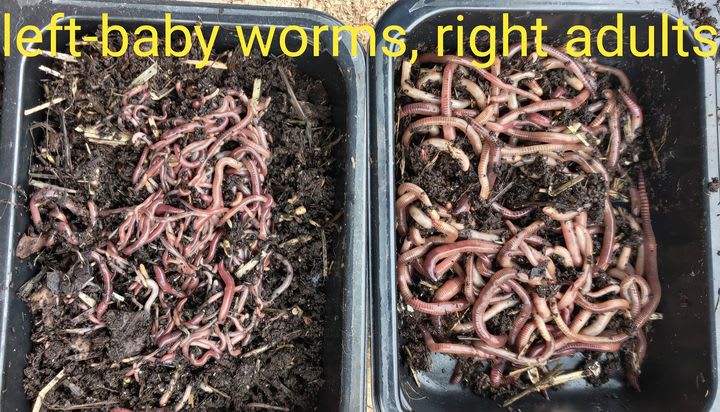 European Nightcrawlers by Midwest Worms in Conway Area - Alignable