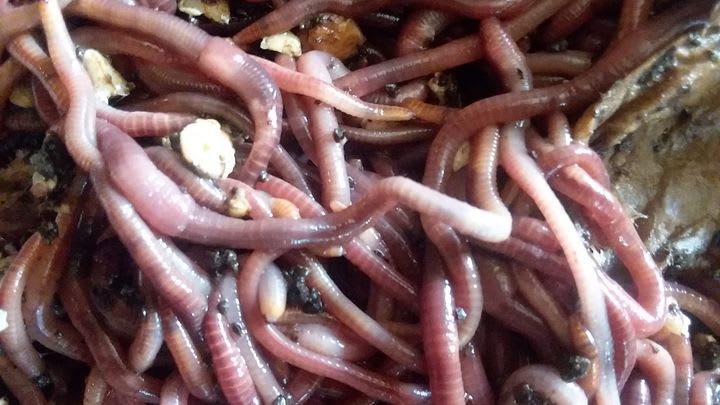 European Nightcrawlers - Available Items - Turner's Composting and Bait  Worms - Worm Farm