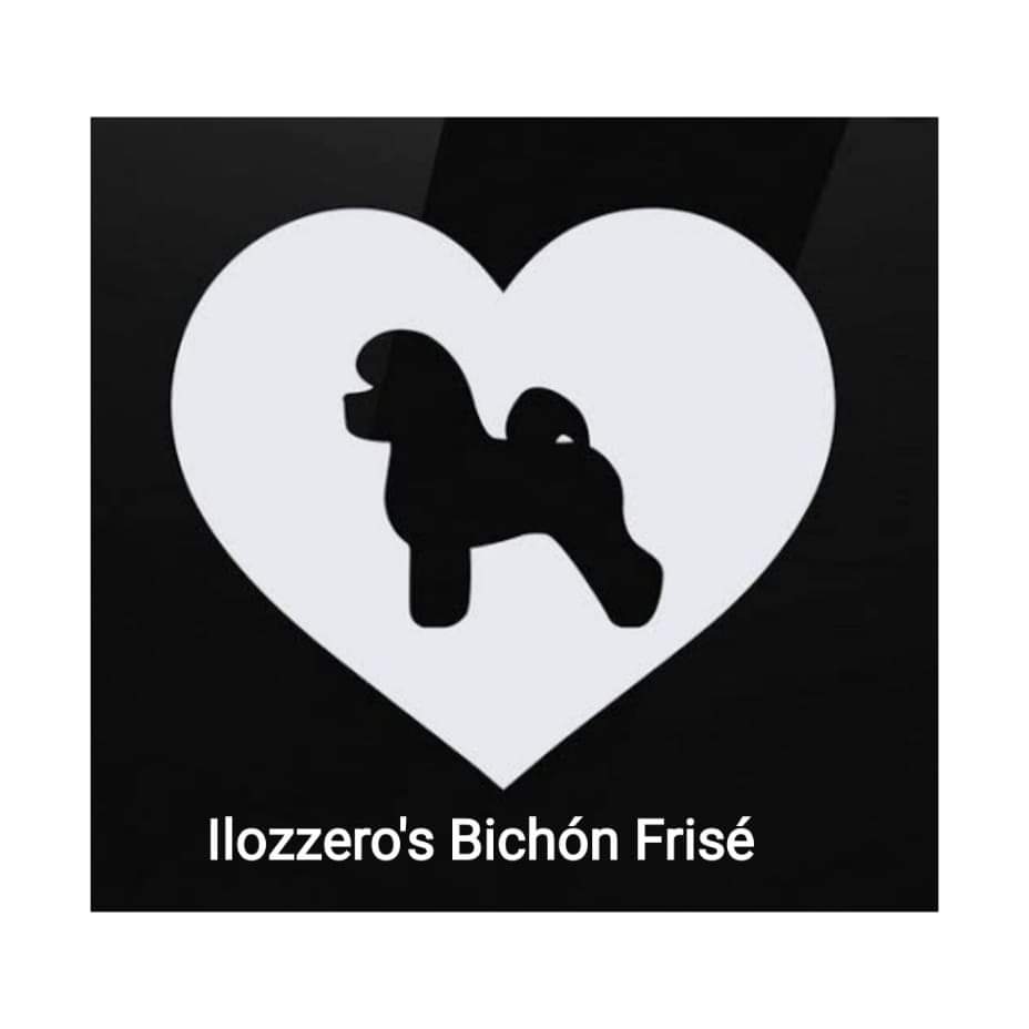 Ilozzero's Bichón Frizé