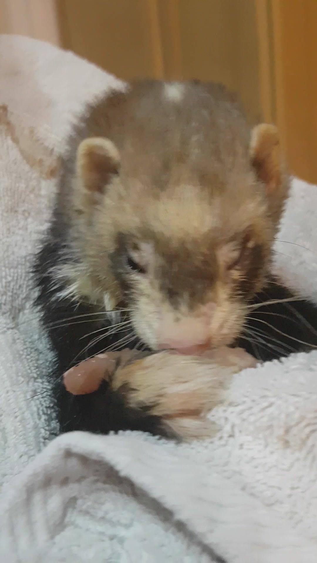 Ferret Health Checkups We Offer Hockley Ferret Rescue Rayleigh