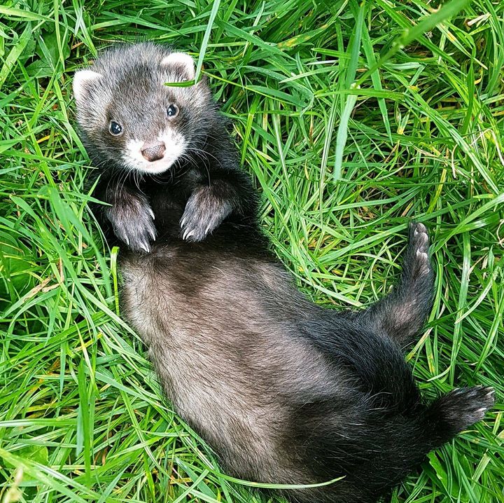 Hockley Ferret Rescue Rayleigh