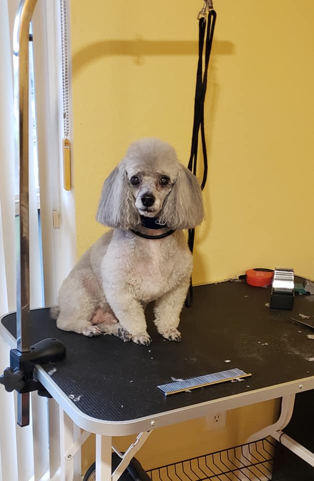 Baths Dog Grooming Daphadill's Happy Tails Dog Groomer in Cantonment