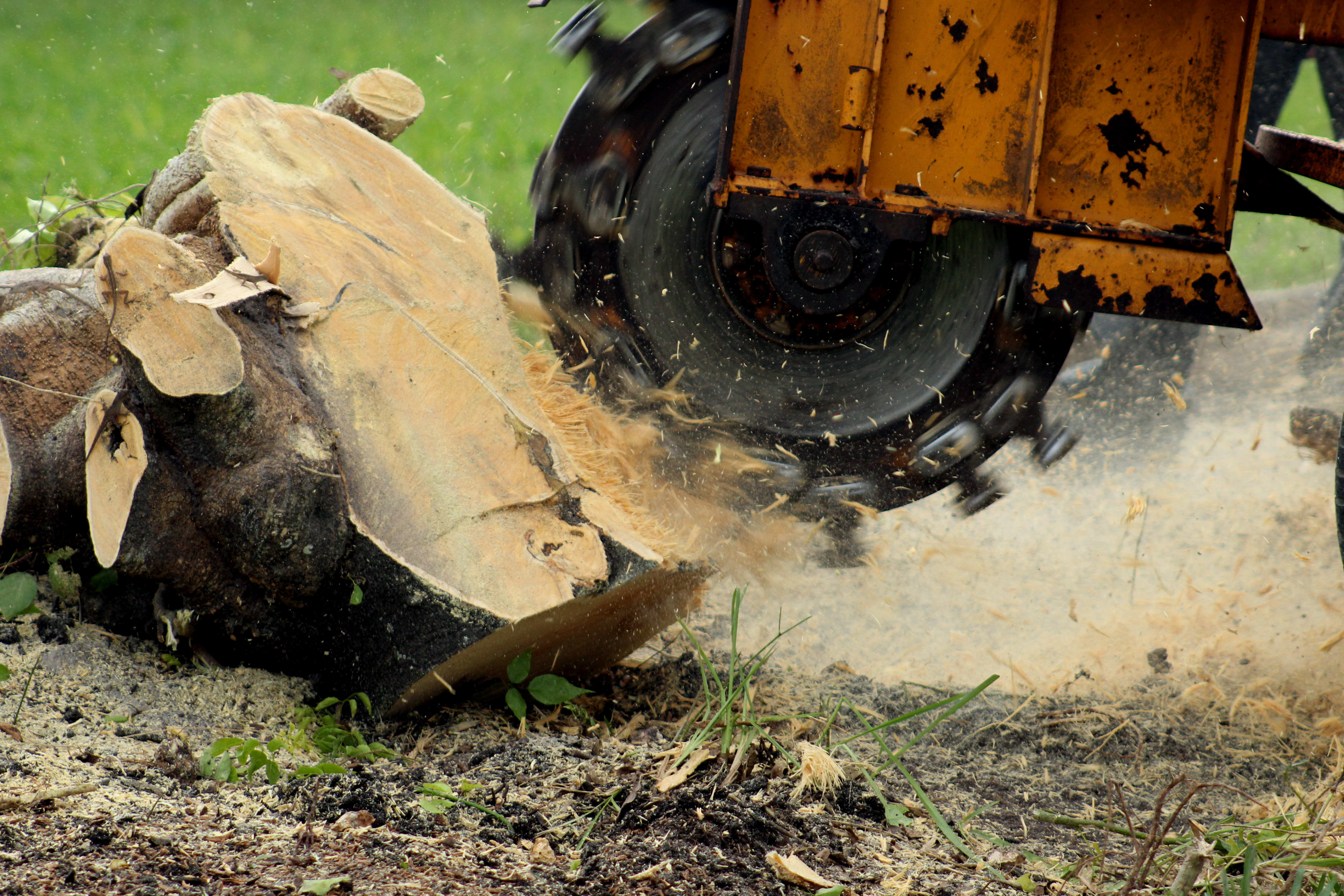 Benefits of Hiring a Professional for Tree Stump Removal