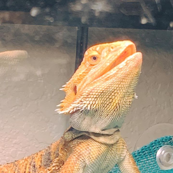 Bearded Dragons Reptiles OHarrows Dragons Reptile Breeder