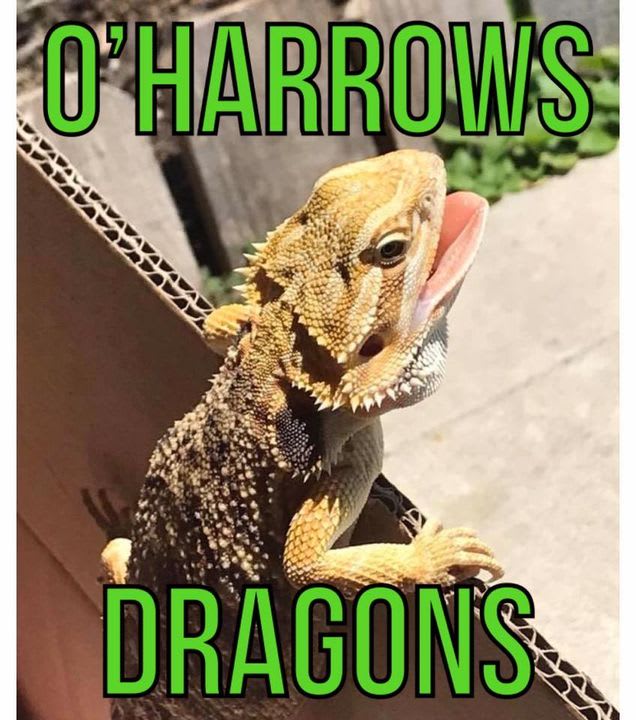 OHarrows Dragons Reptile Breeder Massillon, OH