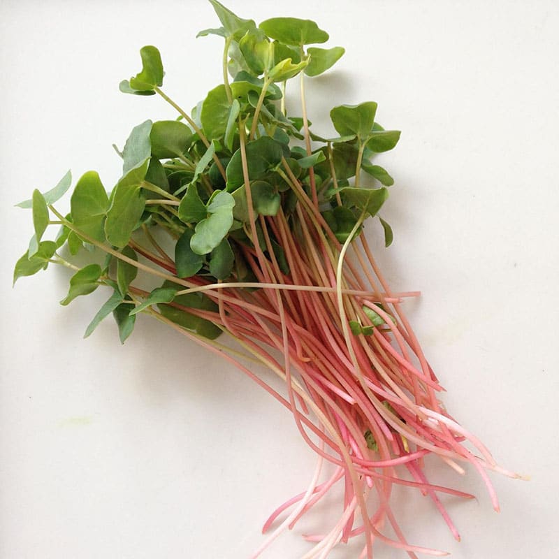 Buckwheat Lettuce Microgreens List Great Greens Microgreens