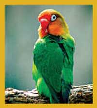 Bookmark (magnetic) Lovebird (Includes Shipping to Canada only)