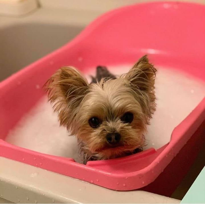 Bath and Brush Dog Grooming Shampooch Mobile Grooming Dog Groomer