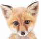 #Queen Foxy