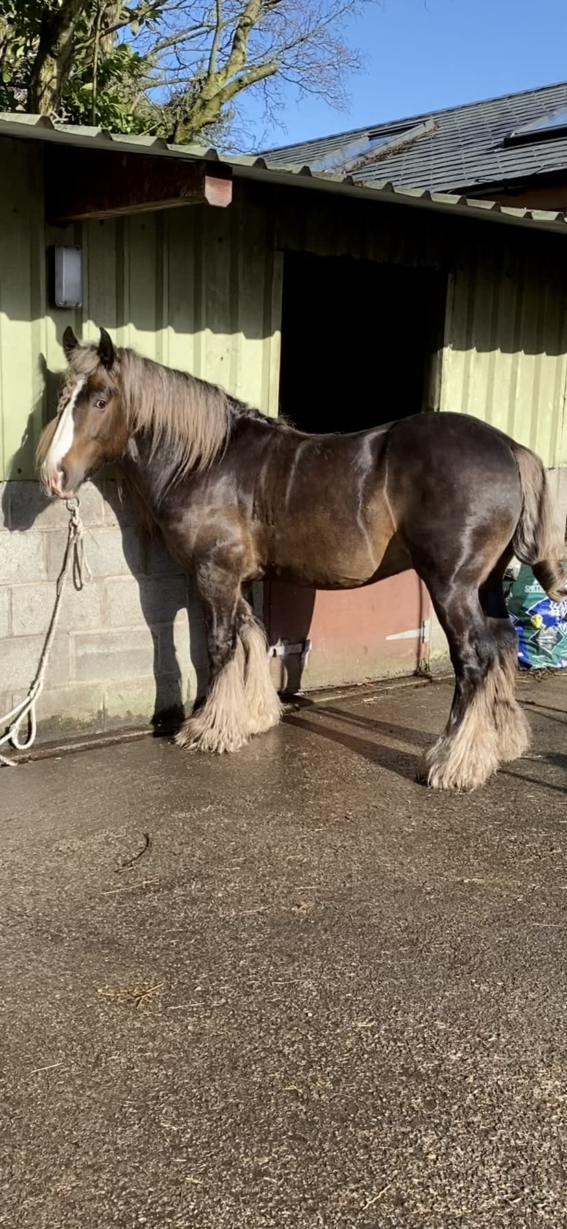 Part livery Horse Sales And Services C&S Equine Services Best