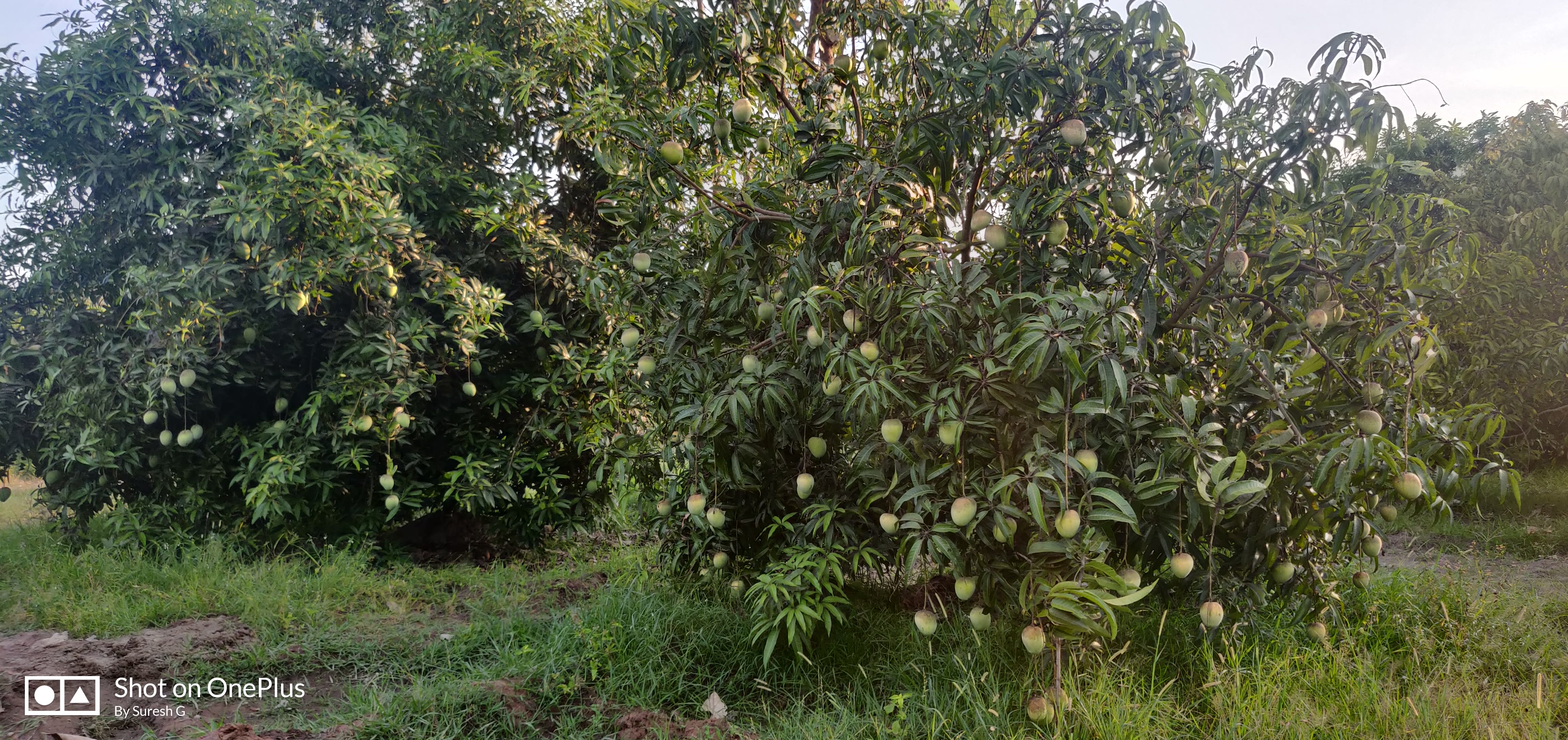 Fresh Mangoes Mango Fruit Supplier Chennai