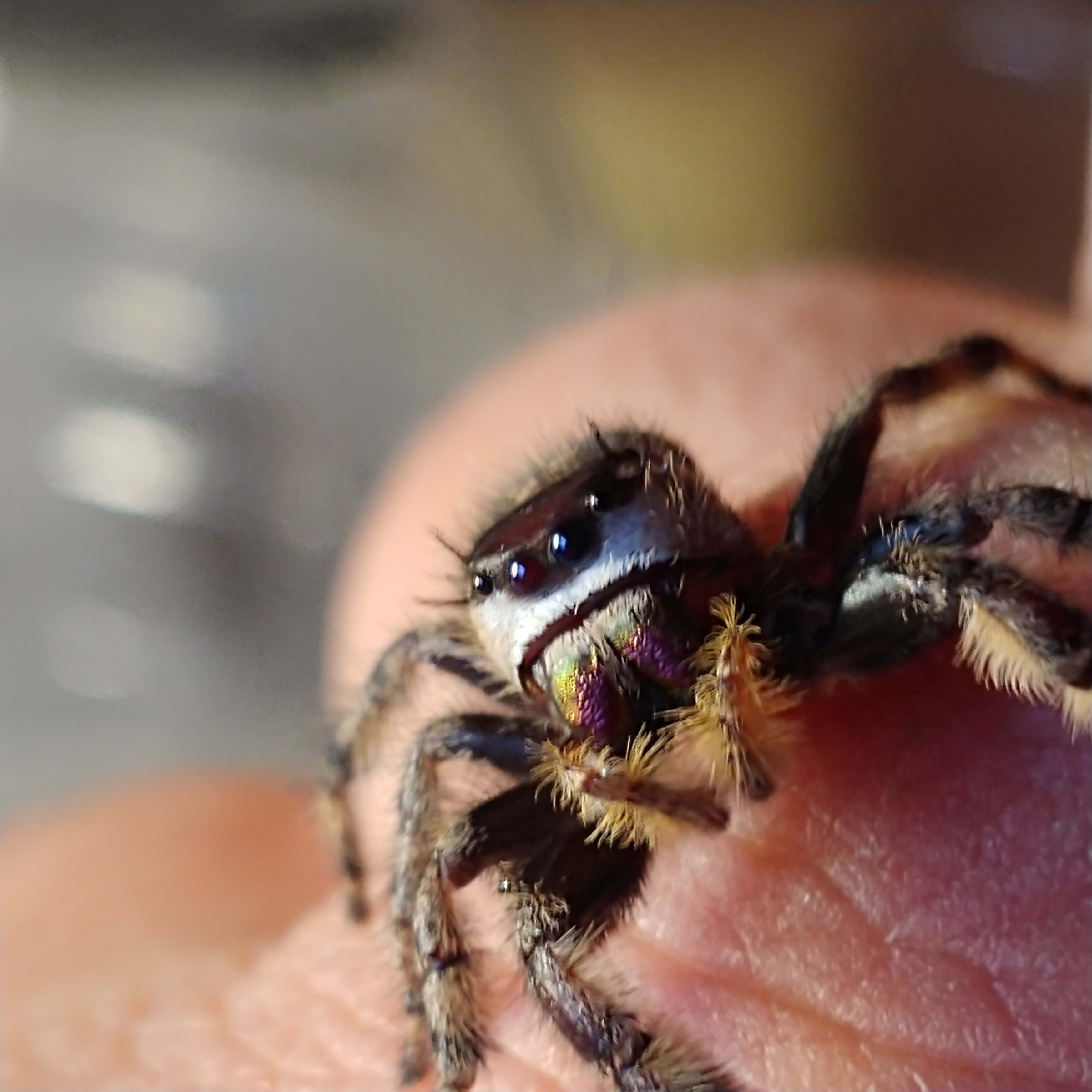 Royal Jumping Spiders Pet Breeder London